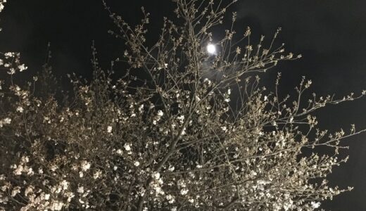 【夜桜】写真を撮りに夜散歩。今年の桜は開花が早い。【神奈川県相模原市】