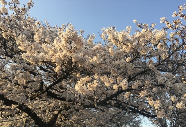 相模原市早朝の桜
